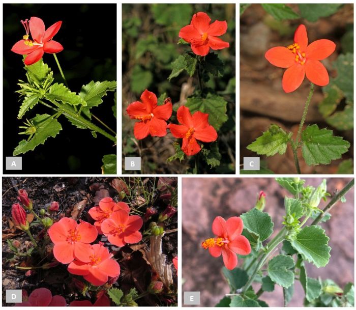 Other red flowered Hibiscus spp